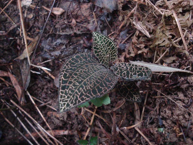 神奇的金线莲【附央视中华医药视频】