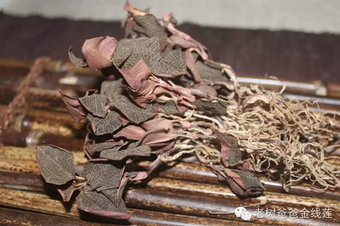 【老树爸爸说】如何识别野生与培植（种植）金线莲？